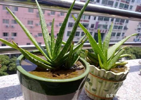 蘆薈陽台風水|陽台風水：種植蘆薈不可錯過【陽台上可以種蘆薈風水】 :: 農作物。